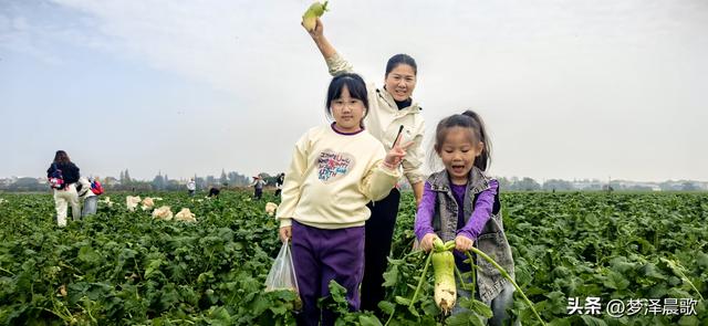 周末新玩法：云梦博物馆看秦简，新马村拔萝卜，武汉家庭乐翻天