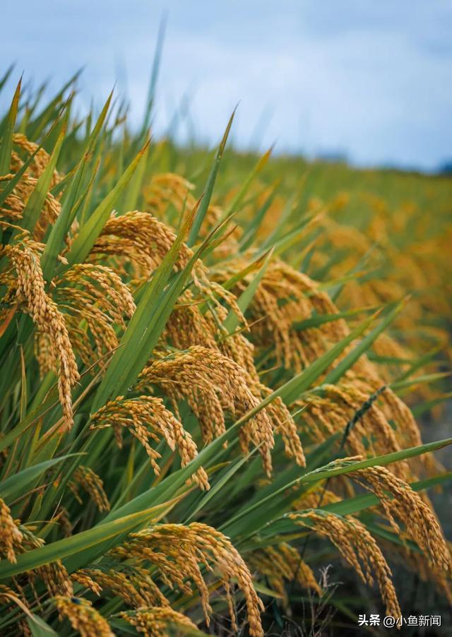 美爆了！苏州秋日大片，上新了！