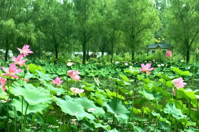 奔“县”山东！这里是墨子家乡 善城滕州