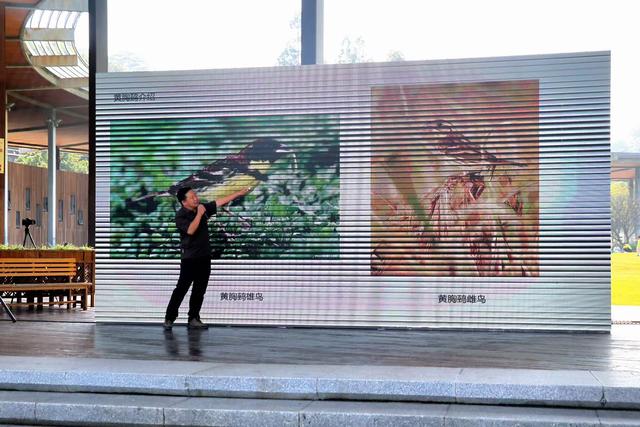 与森林相拥，与飞鸟同行！共赴佛山森林文化盛会