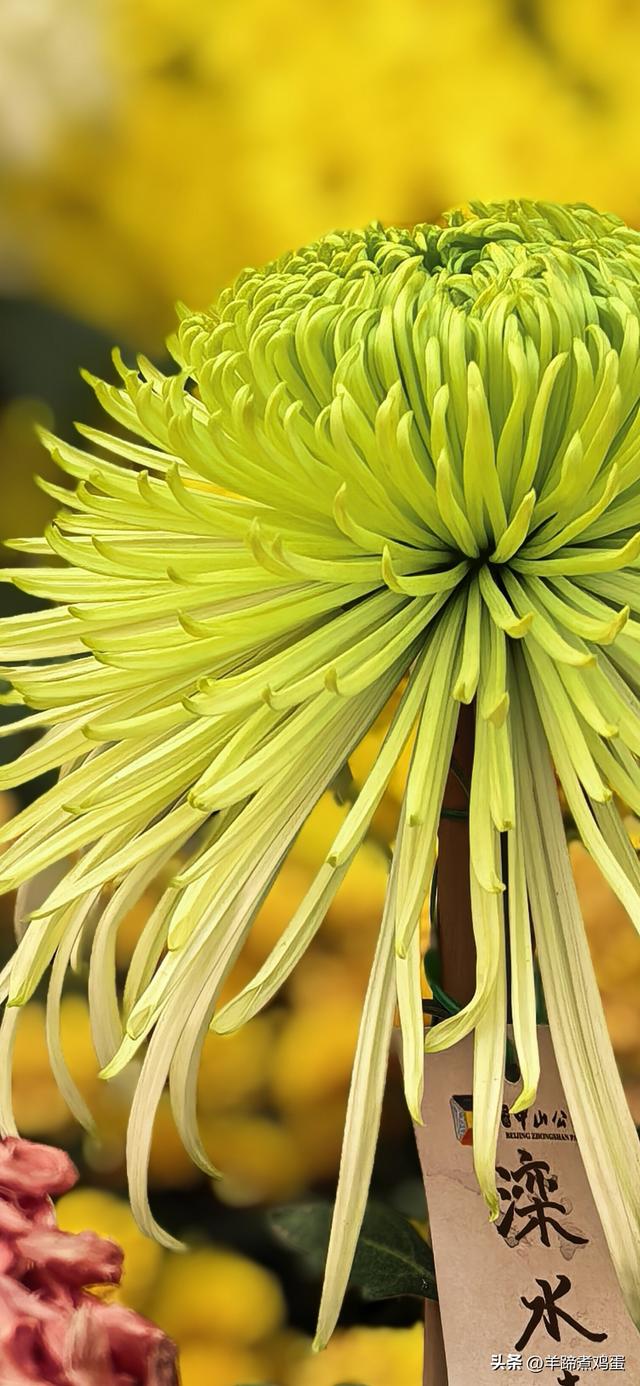 秋风独宠一园菊，晚来香艳出樊篱——北京北海公园2025年菊花展