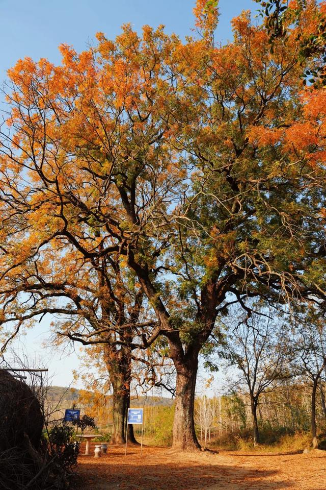 一键收藏！明光南部2025年秋景大赏