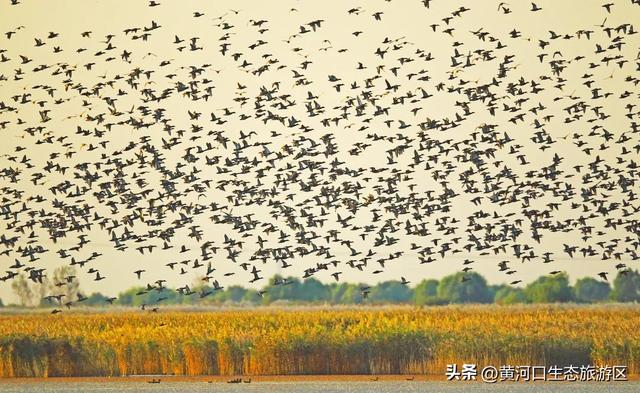 【黄河口生态旅游区】这里不止有“鸟浪” ！