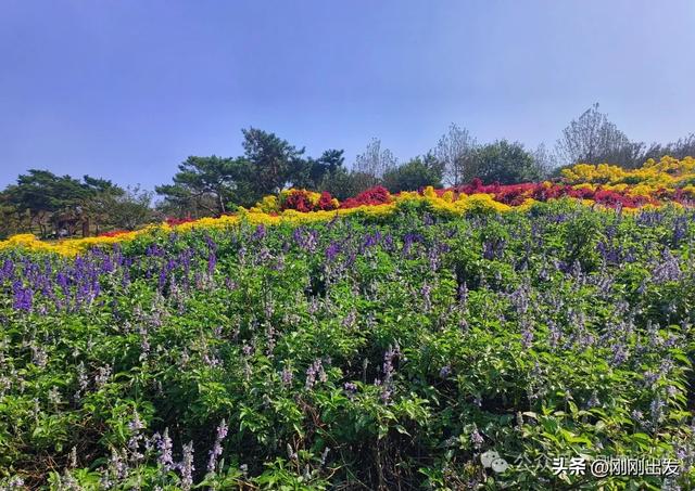 大连最美花海,中国园艺界标杆,十一假期就去这里赏花
