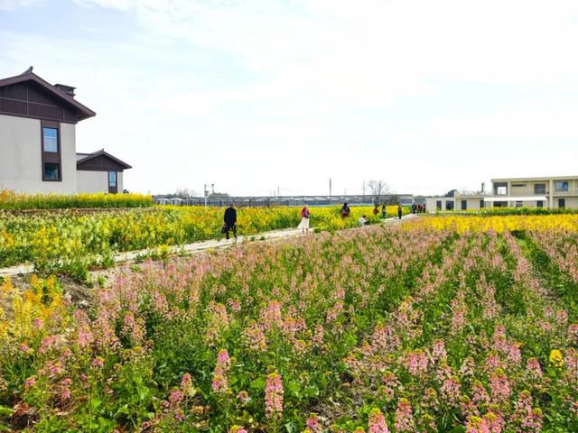 100%出片!郫都蝴蝶村彩色油菜花海,进入最美花期