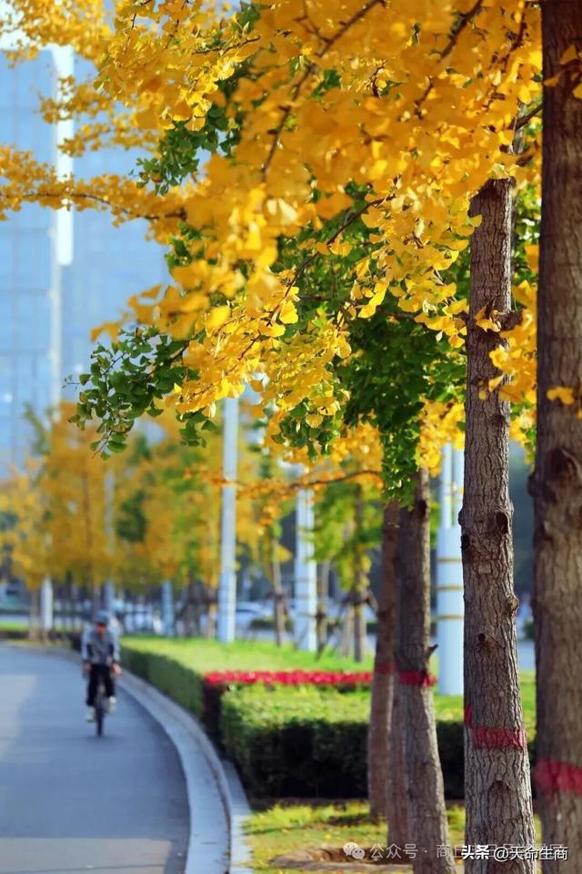 商丘日月湖景区：从来银杏不负秋