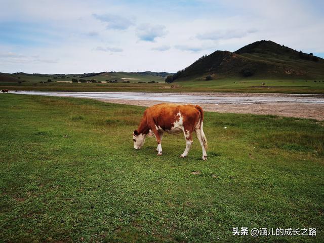 总要去趟草原吧！自驾塞罕坝和乌兰布统超简攻略（附图超全）
