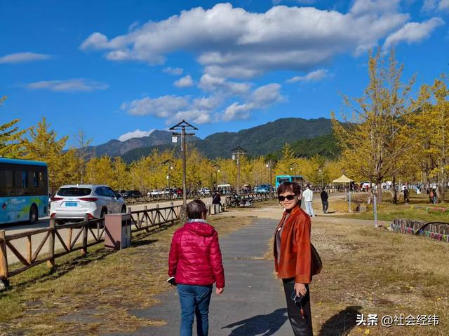 金色童话！腾冲千年银杏村，巷陌皆染秋光醉