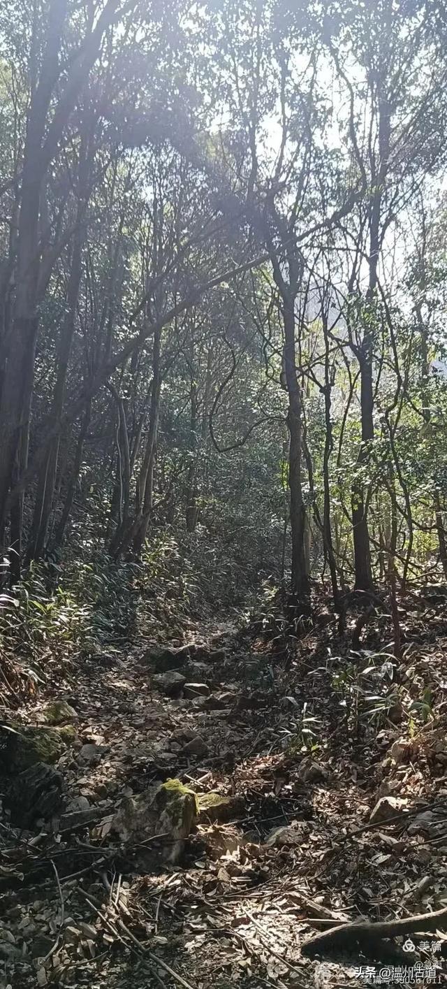 探秘楠溪江源头之三——初探这片鲜为人知的原始森林