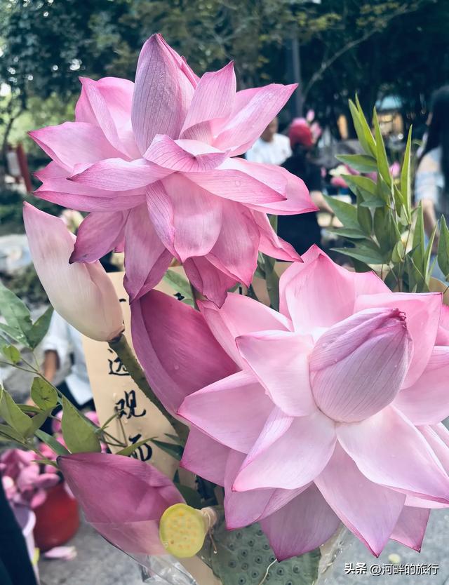 姑苏城荷花早市，买一把荷花