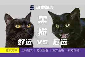 黑猫：好运还是厄运？图片