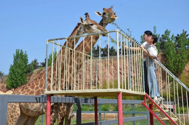 潍坊人有自己的“疯狂动物城”！冲！冲！冲！