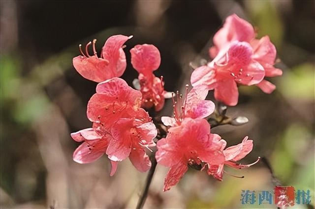 “三下乡”助力 杜鹃花海再添新景