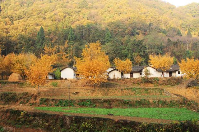 11月，去赏银杏吧！8个高颜值赏秋地，速来拍美照，挑一个就出发