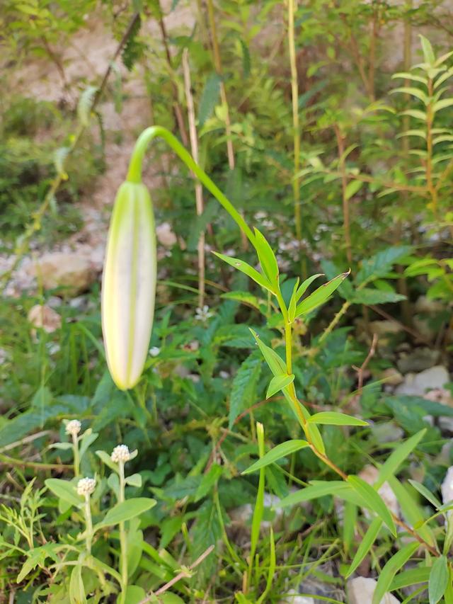 官鹅沟的植物
