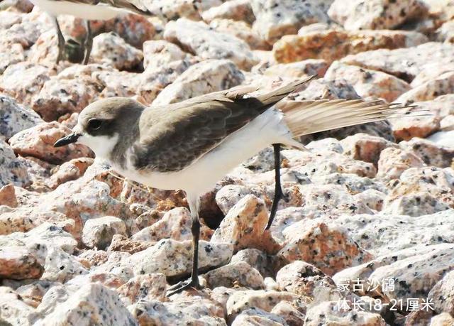 快乐的25/26深圳湾候鸟季