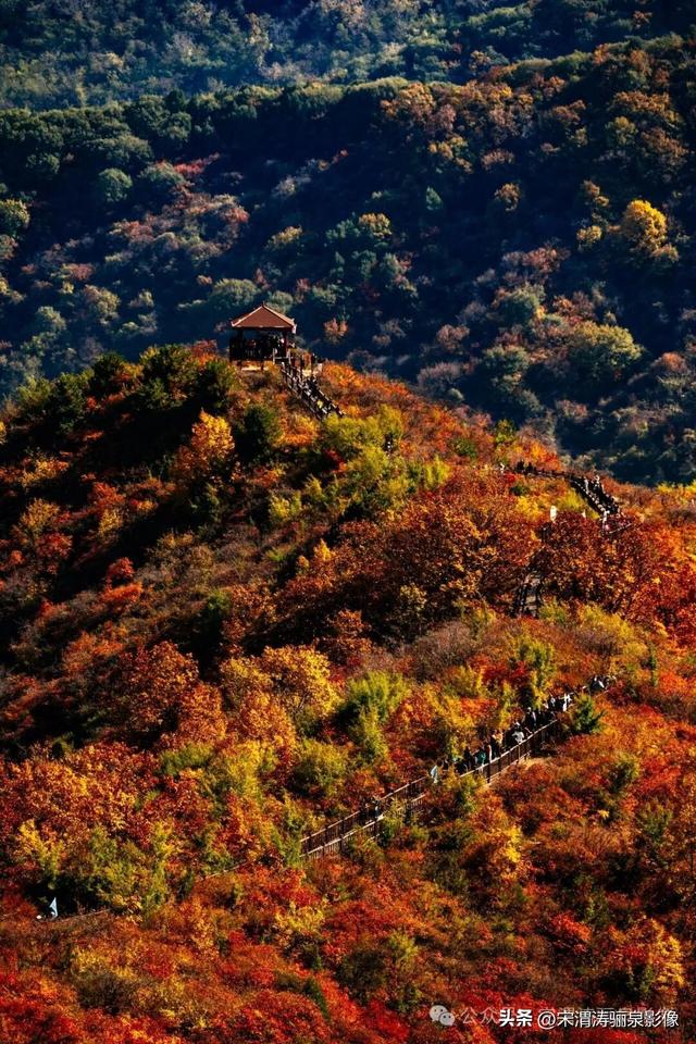 陕西渭南：姹紫嫣红 游人如织 服务周到 韩城香山红叶欣赏正当时