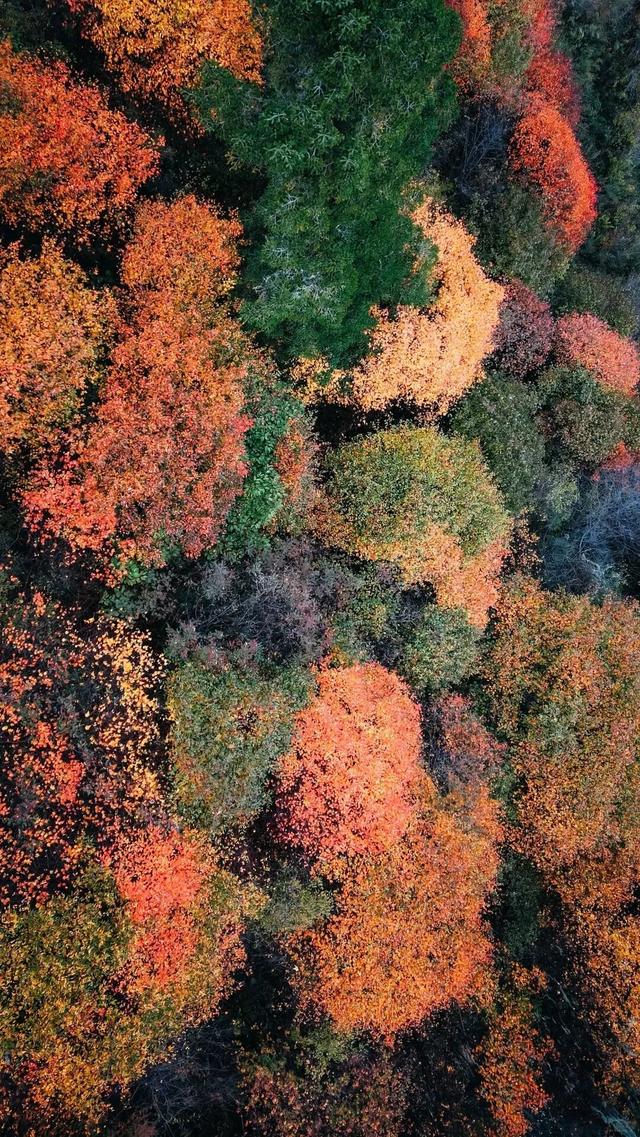 中国彩林第一县！黑水的美镜头不足以描绘！