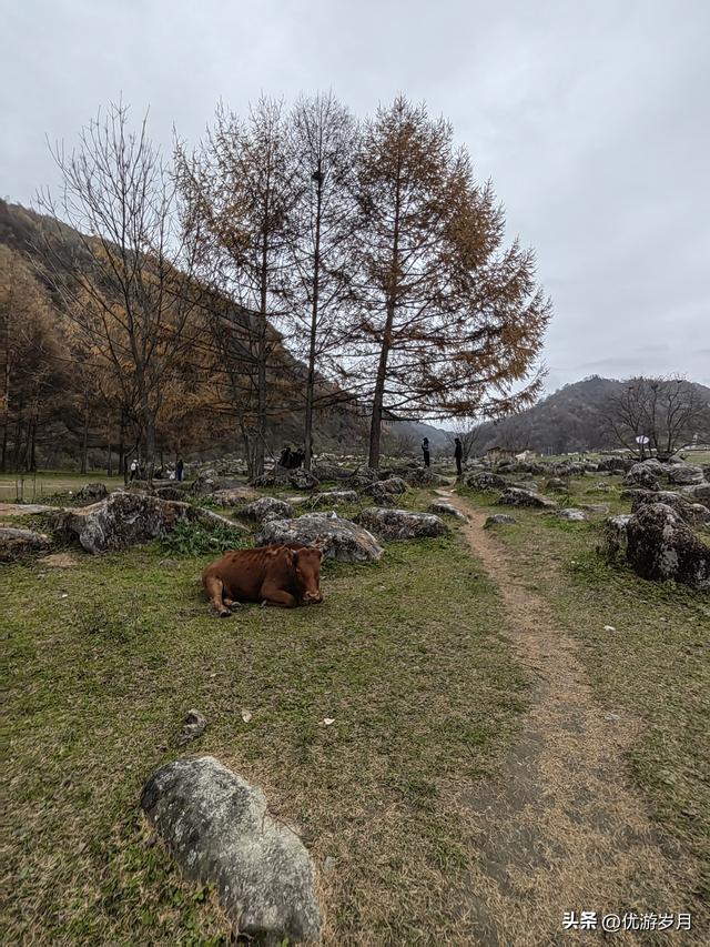 秦岭狮子沟牧场&牛奶湖