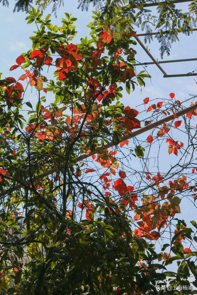 杨浦“赏秋地图”来啦！拿好→出发！