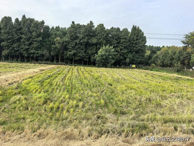 从呈贡大学城骑行到福保半岛，往返耗时6小时，骑行 60余公里