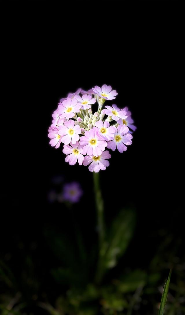 漂亮的小花花送给你