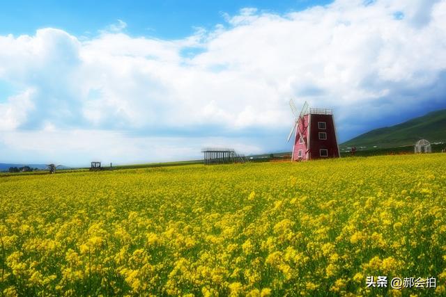 青海门源万亩油菜花海：登上四个观景点，各有风情入画来！