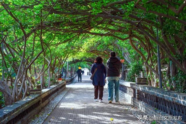 【乐游烟台】公交直达！烟台市中心神仙秘境，限时绝美