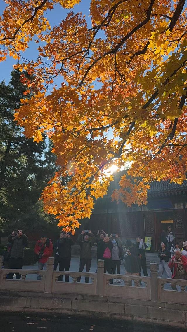 超出片，秋日氛围感拉满！香山彩叶变色率已达60%