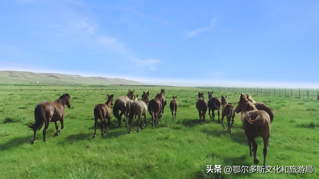 这就是杭锦旗“非来不可”的理由！