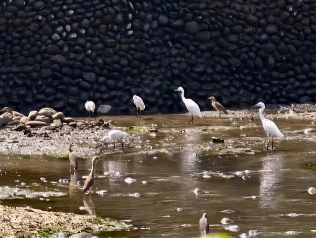 群鹭翩跹绘冬韵 东川湿地公园成候鸟“温暖家园”
