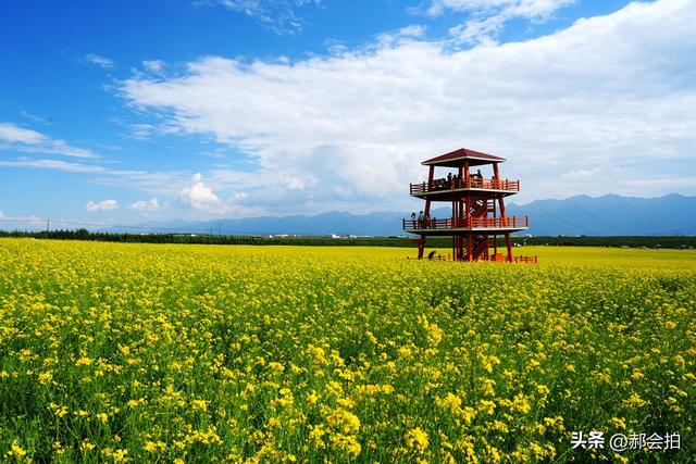 青海门源万亩油菜花海：登上四个观景点，各有风情入画来！