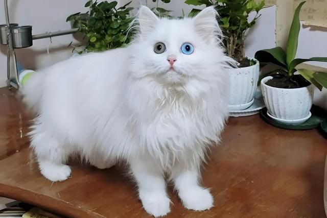 全世界100个宠物猫品种大赏！