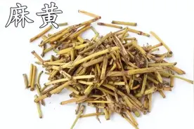 每天学一味中药--麻黄图片