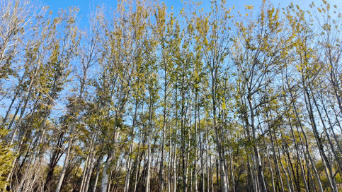 顺义白杨林：把冬日浅金，织进一帧鎏金诗篇里