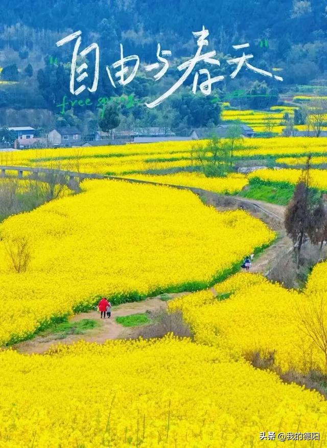 黄了!德阳人彻底坐不住了!这个周末就去!