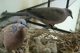 斑鸠不会筑巢？随处可见的斑鸠，为何说吃了它的肉危害很严重？图片