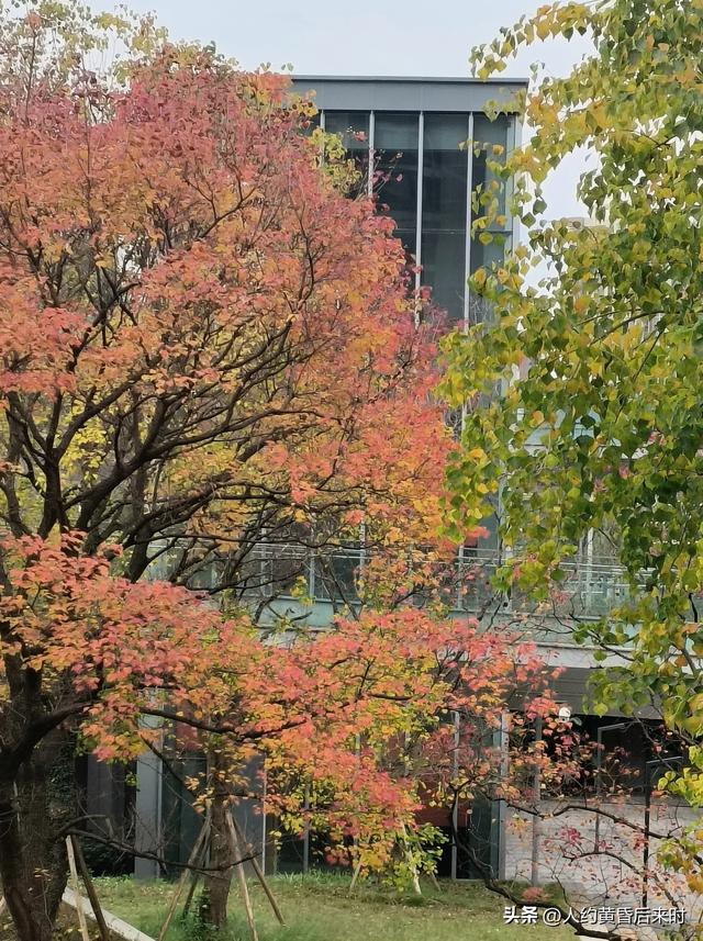 这几日的阳光很给力，银杏、乌桕、水杉相继上线。