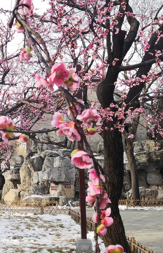 北京大观园“梅花”提早绽放 古风新春景致惊艳亮相