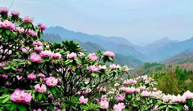 藏不住了！秦岭2万亩杜鹃染红群山，这才是西北春天的天花板