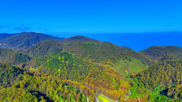 巫山梨子坪：松林初黄 静候深秋