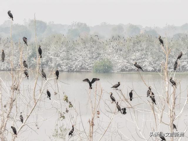水上森林“红”了!武汉冬日观鸟秘境,邂逅油画里的万鸟齐飞