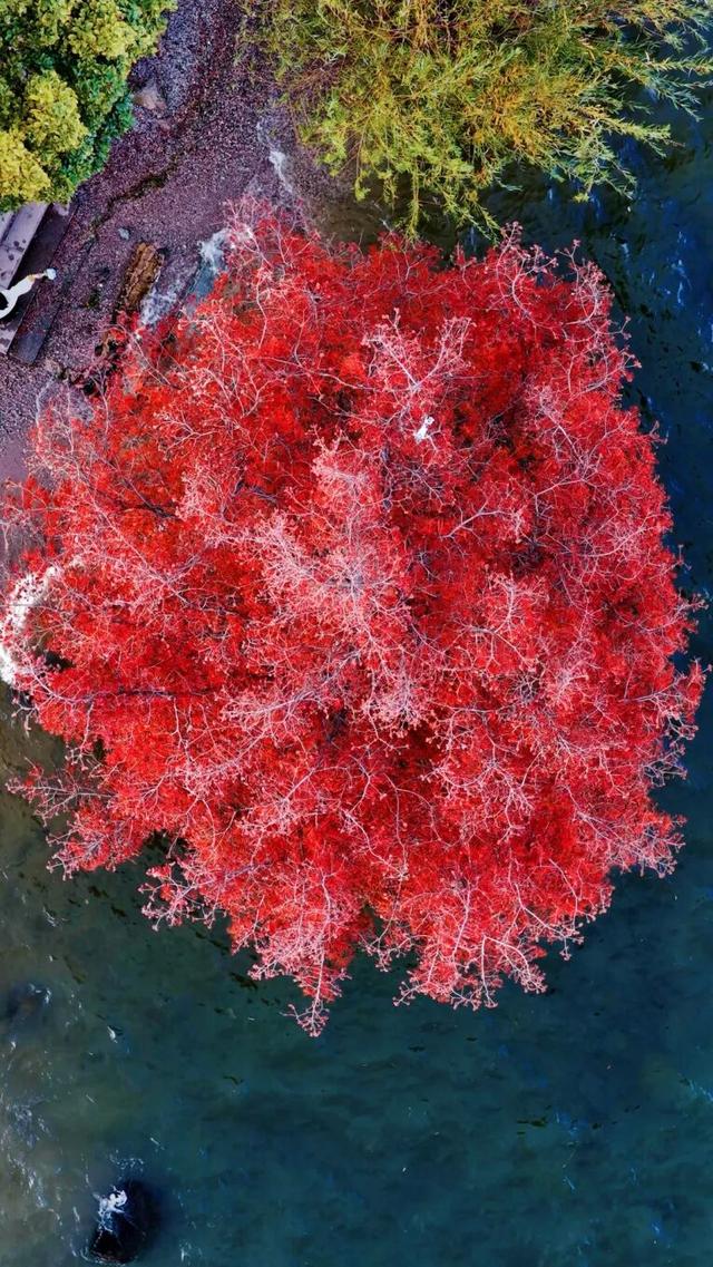 洱海水杉，每天勾我100次
