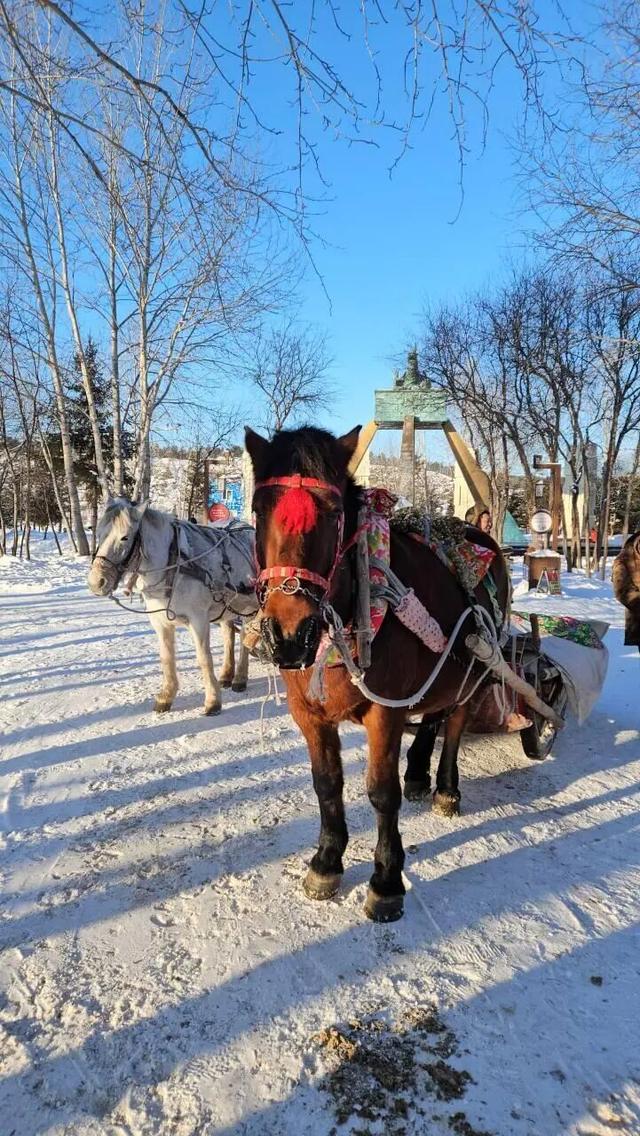 实探漠河北极村马爬犁：百余匹骏马轮流上岗，旅游旺季一天营业近10小时