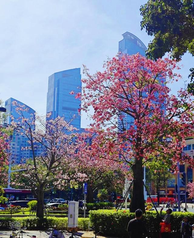 寻觅秋冬季粉色浪漫：深圳十个邂逅异木棉花开的地方