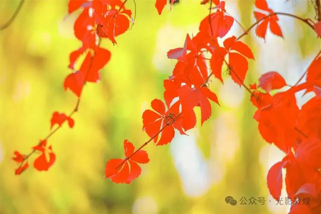 【近距离看敦煌】给党河风情线的秋色来个特写