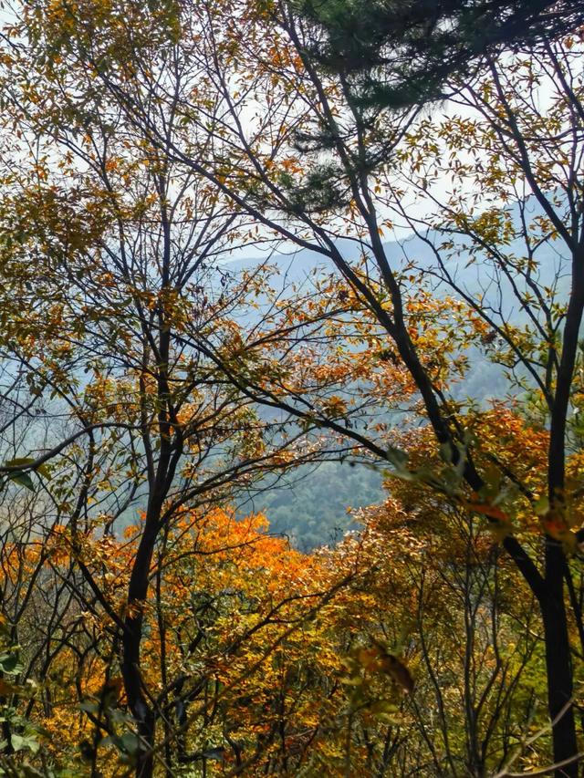 什么叫层林尽染？马谷田镇义和寨东边的堰塘寺告诉您！