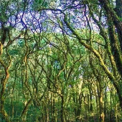 微信吉利好运头像 漂亮的热带雨林风光图片