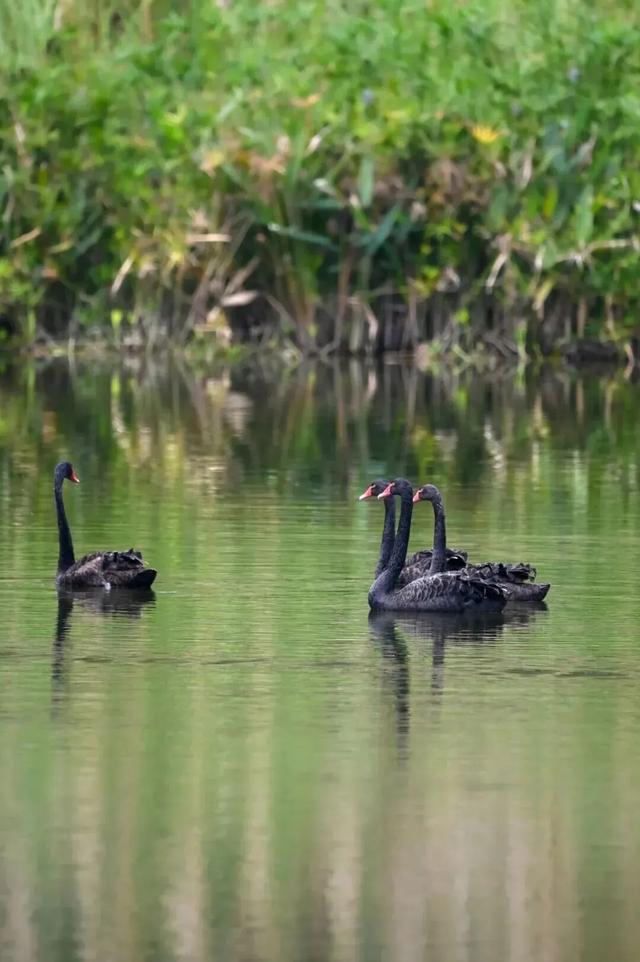 谁说重庆没有秋天？都藏在这些公园里→