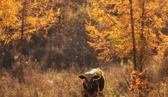 初冬赴高桥：山水藏诗 古迹含情